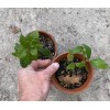 Bonsaisteve Quercus wislizeni seedling, Interior Live Oak, California Evergreen Oaks