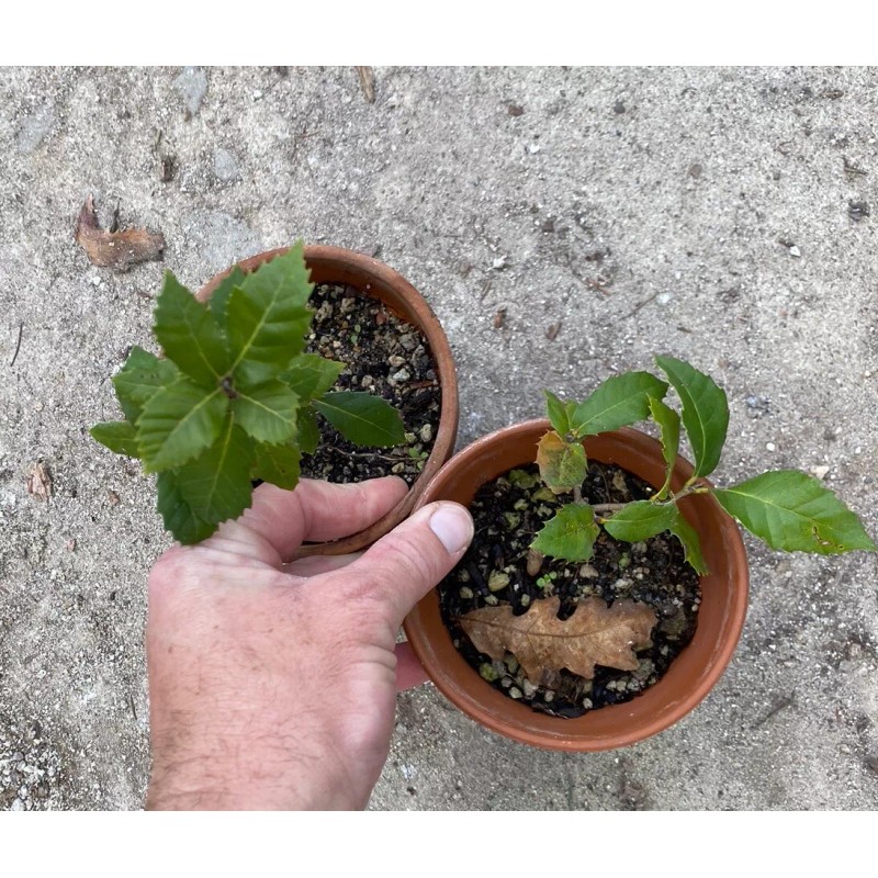 Bonsaisteve Quercus wislizeni seedling, Interior Live Oak, California Evergreen Oaks