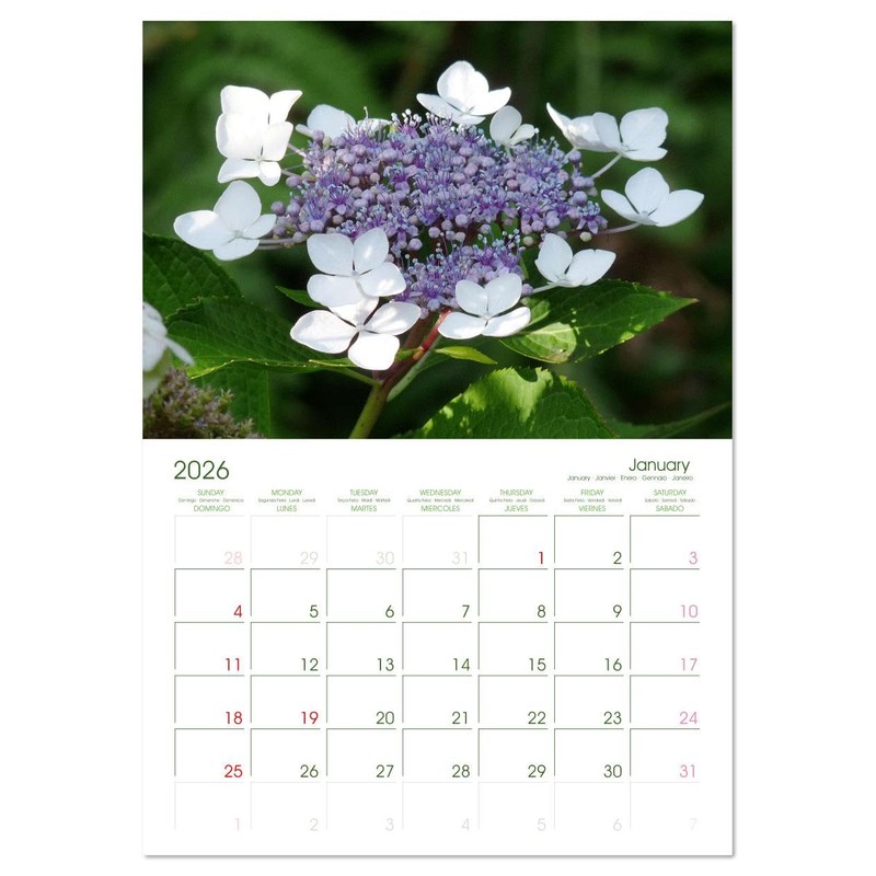 Hydrangeas in the Garden (Monthly Wall Calendar 2026 11.7" x