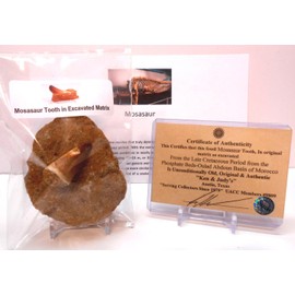Genuine Huge Mosasaur Dinosaur Tooth Fossil Still Embedded in Excavation Matrix from Morocco, N.Africa with Free Acrylic Stand, Fact Sheet & COA Bundle