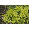 Southern Living Lemon Lime Nandina, 2.5 Qt, Yellow and Green