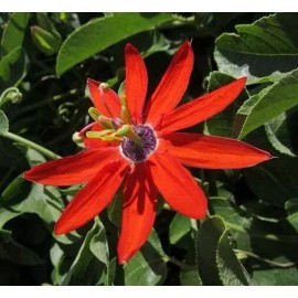 Buy Rare Seeds Passiflora manicata | Red Passion Flower| 10_Seeds