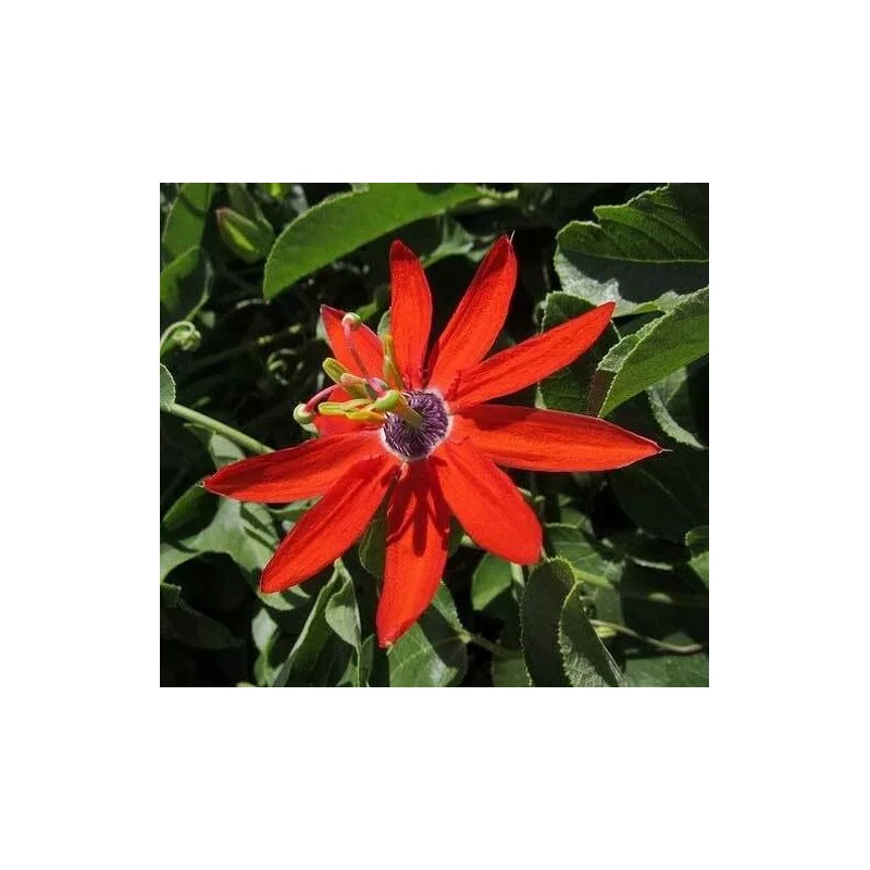 Buy Rare Seeds Passiflora manicata | Red Passion Flower| 10_Seeds