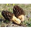 Setas Morel Negras Micelio Esporas Marrón Hongo