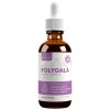 Rejuvica Health Active Polygala - Advanced Polygala Root Extract
