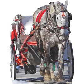 SS11122 White Horse Drawn Carriage Stand in Cardboard Cutout Standee Standup