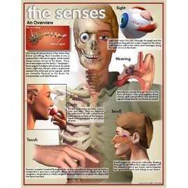 Five Senses Human Biology Poster Series - 10 Poster Laminated Set; Sight, Taste, Smell, Hearing, and Touch.
