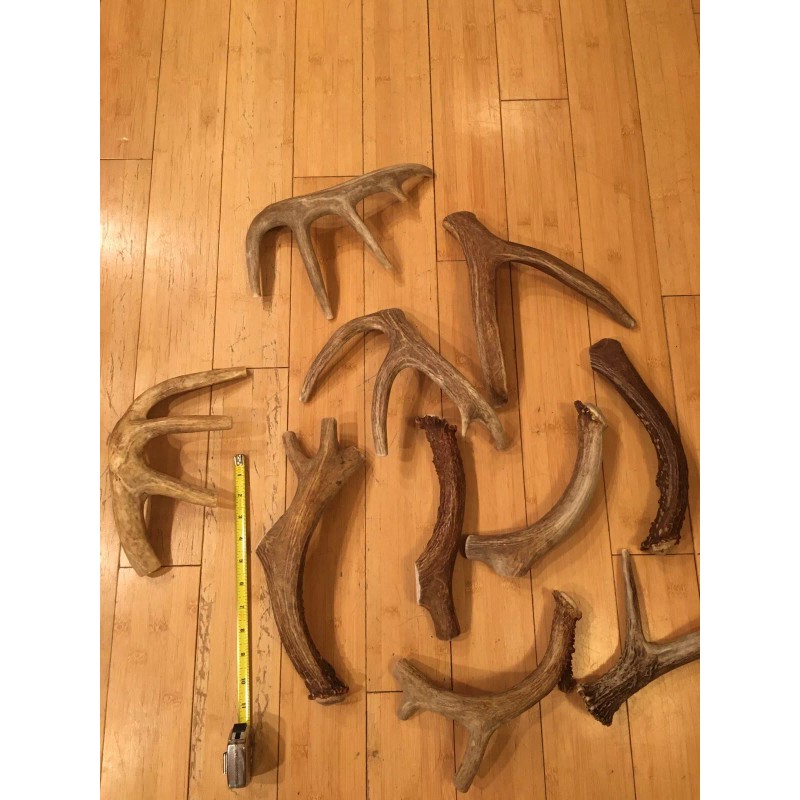 Unbranded Huge COLOSSAL JUMBO CHEWS Whole Deer Antler Dog Chew