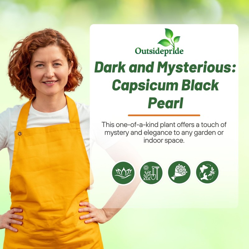 Outsidepride 30 Seeds Annual Capsicum Ornamental Pepper Black Pearl Seeds