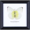 The Lemon Emigrant Butterfly | Framed Beautiful Butterfly Wall Decor