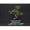 Fukien Tea Bonsai Flowering Plant 10" Tall with 5"x 8"