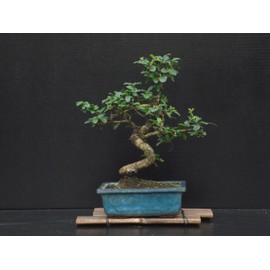 Fukien Tea Bonsai Flowering Plant 10" Tall with 5"x 8" Pot Over 10 Years Old
