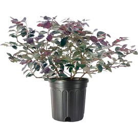 Loropetalum Plum Delight | 1 Large Gallon Size Plants | Chinese Fringe Flower | Evergreen Flowering Shrub