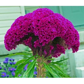 HUGE HOT PURPLE Brain Head Celosia! 3-4 FT TALL! 50 SEEDS !