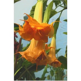 Marshmallow Sunset Angel Trumpet Live Plant in 3 Inch Pot – Fragrant Blooms