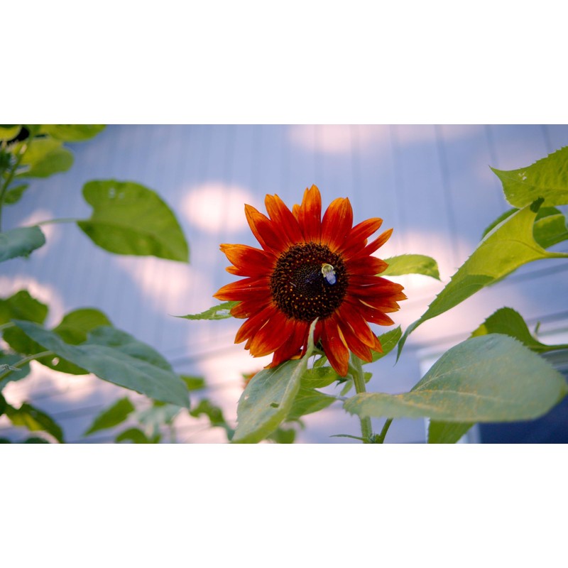 Sereniseed Sunflower Seeds Collection (10-Pack) – 100% Non GMO, Open