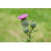 Brown Farm Academy Bull Thistle (Cirsium vulgare) Organic non-GMO Seeds