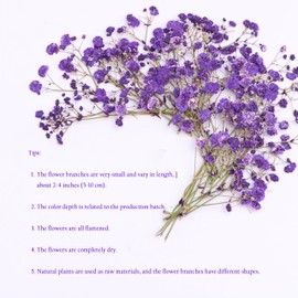 LYFORTZY 30 Branches Purple Pressed Flowers Bulk Dried Flower Kit for Resin , Dried Babys Breath Flower Natural with Tweezer for Crafts Christmas DIY Gift Scrapbooking Photo Props.