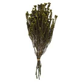 Vickerman 648759-16-22" Basil Cotton Phylica Bundle (H1COT100) Dried and Preserved Foliage