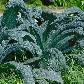 Lacinato Kale Vegetable Garden Seeds - 2 Gram Packet ~565 Seeds - Non-GMO, Heirloom Gardening & Microgreens Seeds - Aka Dinosaur Kale