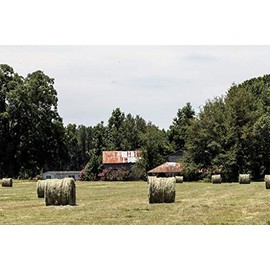 Historic Pictoric Photo - Hay Rolls, a Crepe Myrtle Tree in Full Bloom, and an Old, Rusting barn Near Latta, South Carolina- Fine Art Photo Reporduction 12in x 08in