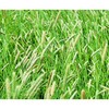 Climax Timothy Grass Seeds, 5 Pounds Pack by Seeds2Go