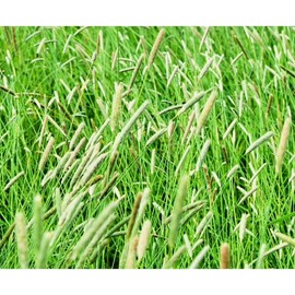 Climax Timothy Grass Seeds, 5 Pounds Pack by Seeds2Go