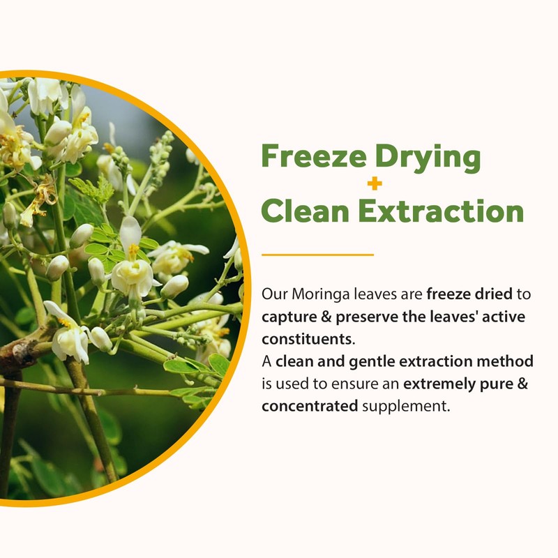 Doctor's Recipes Moringa 240 Caps