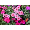 22Day Seeds: Seeds Busy Lizzie Mix/Impatiens Walleriana/Annual Flowers