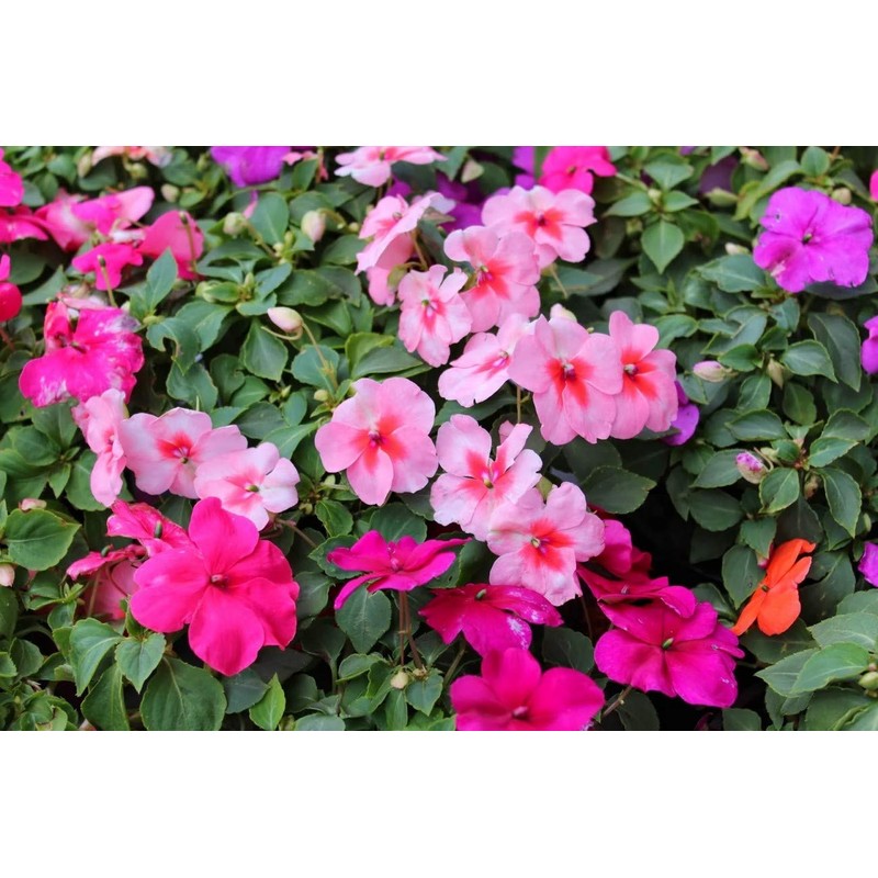 22Day Seeds: Seeds Busy Lizzie Mix/Impatiens Walleriana/Annual Flowers