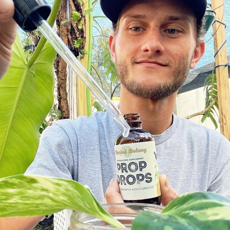 Gotas Propagación Plantas Crecimiento Raíces