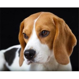YSCOLOR Diamond Painting 5D Diamond Painting Kits for Adults Children Beagles Dog Diamond Arts Craft 30 x 40 cm