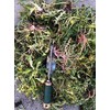Edward Tools Weeding Tool - Leverage Metal Base Creates Perfect