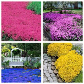 Mix Creeping Thyme Seeds for Planting - Red Purple Blue Creeping Thyme Seeds Ground Cover for Planting Heirloom High Germination Rate - 5000 Seeds - Individual Package