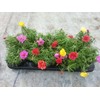 Seeds Moss Rose Double Mix Portulaca Annual Flowers