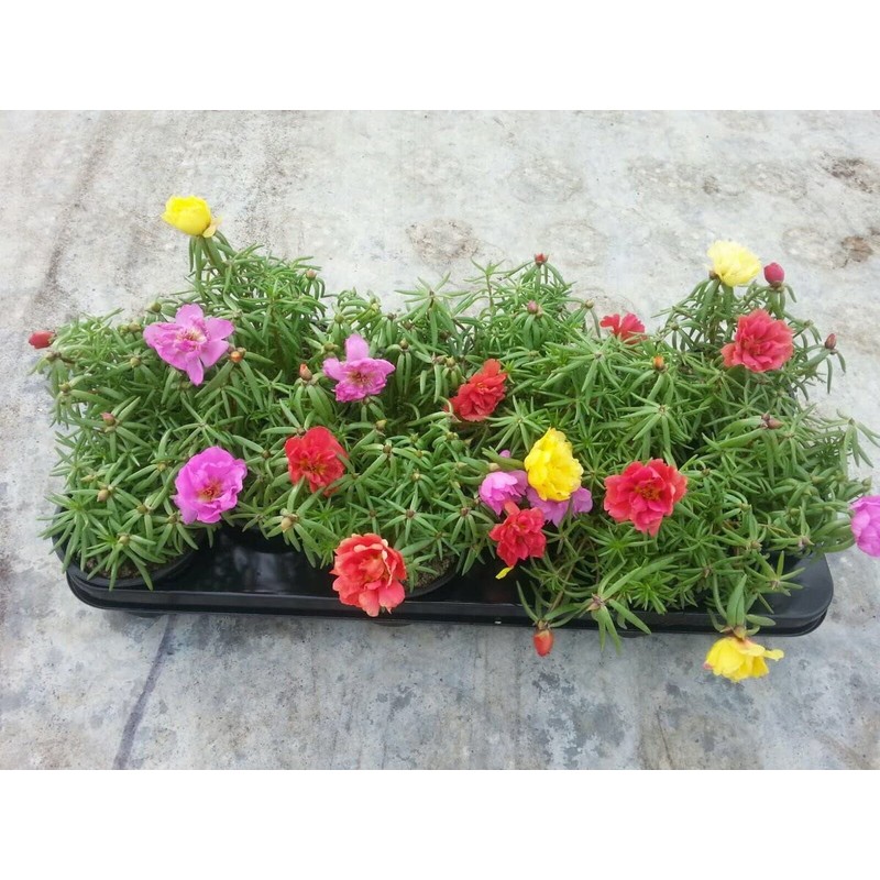 Seeds Moss Rose Double Mix Portulaca Annual Flowers