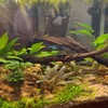 Mainam Anubias Nana & Minima on Driftwood Medium Size Freshwater