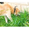 Seeds Herb Dog Grass to Eat for Sprouting Resistant Vitamin