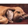 Clementoni Cuddles Cute Cat & Dog 500 Piece Jigsaw Puzzle