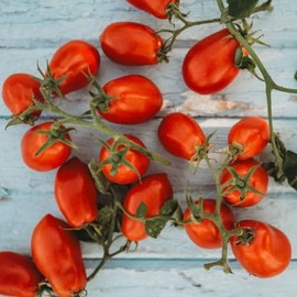 Martino's Roma Heirloom Sauce Tomato - 50 Seeds - Italian Heirloom Paste Tomato, Great for Canning, Non-GMO Heirloom Roma Tomato Seeds for Planting in The Home Garden, Thresh Seed Company