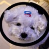 Conchoid Dog Size 7 Translucent Neck Collar / 깔대기 강아지 7호 반투명 넥카라