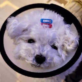 Conchoid Dog Size 7 Translucent Neck Collar / 깔대기 강아지 7호 반투명 넥카라