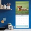 Baker and Bray Golden Retriever Puppies Calendar 2025, Large Square
