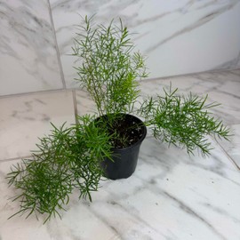 Asparagus Densiflorus Sprengeri Fern, 4" Plant