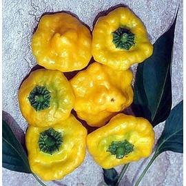 Jamaican Hot Yellow Scotch Bonnet Pepper 20 Seeds