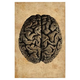 artboxONE Poster 30 x 20 cm Anatomy Human Anatomy of the Brain Picture Anatomy of the Brain