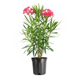 Oleander Calypso Nerium | 1 Extra Large 3 Gallon Plant | Drought Tolerant Shrub, Tropical Flowering Bush, Evergreen Landscaping, Fast Growing Outdoor Garden, Low Maintenance, Vibrant Pink Blooms