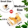 Large Size 8 Pcs Insect in Resin Specimen Bugs Taxidermy