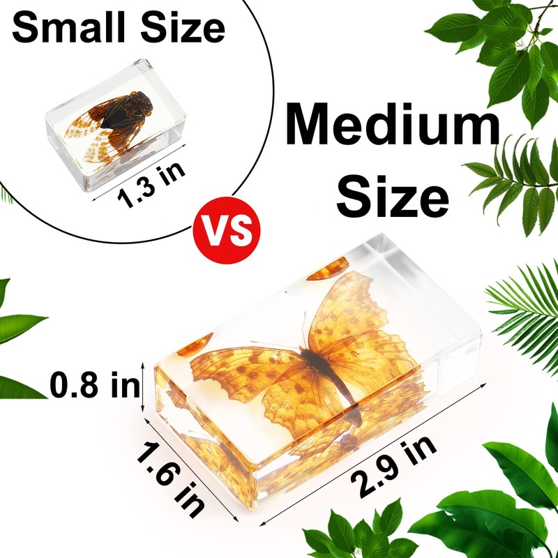 Large Size 8 Pcs Insect in Resin Specimen Bugs Taxidermy