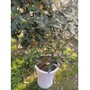 Yfan Plant Pot Gird with Center Hole Flower Cover Soil